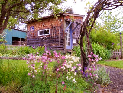 The columbines are blooming!