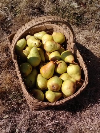 It's a lovely basket, and nicely made but it's not Art.