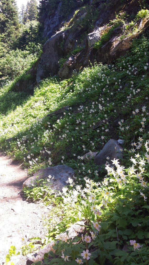 Avalanche Lillies, no avalanche required.