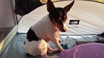 Just in case you missed how adorable this dog is.