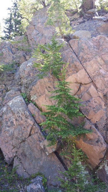 Trees grow right out of the walls of the secret canyon.